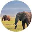 Chiang Mai Tours & Activities including Elephant Parks with Stamps Backpackers Hostel